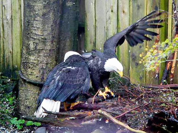 two Bald Eagles